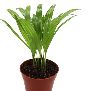 Areca Palm in 4 inch growers Pot Sold by California Tropicals