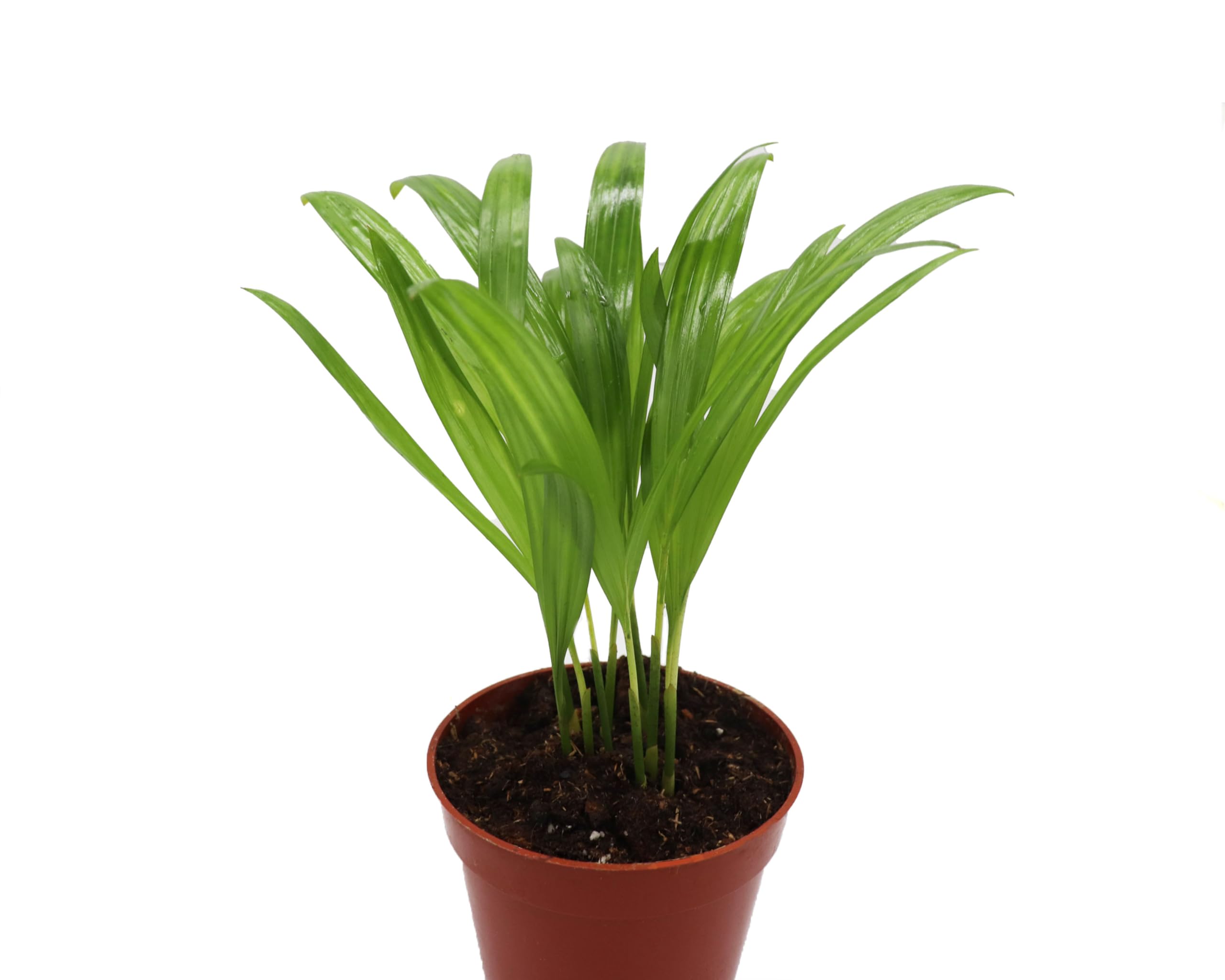 Areca Palm in 4 inch grower's Pot Sold by California Tropicals