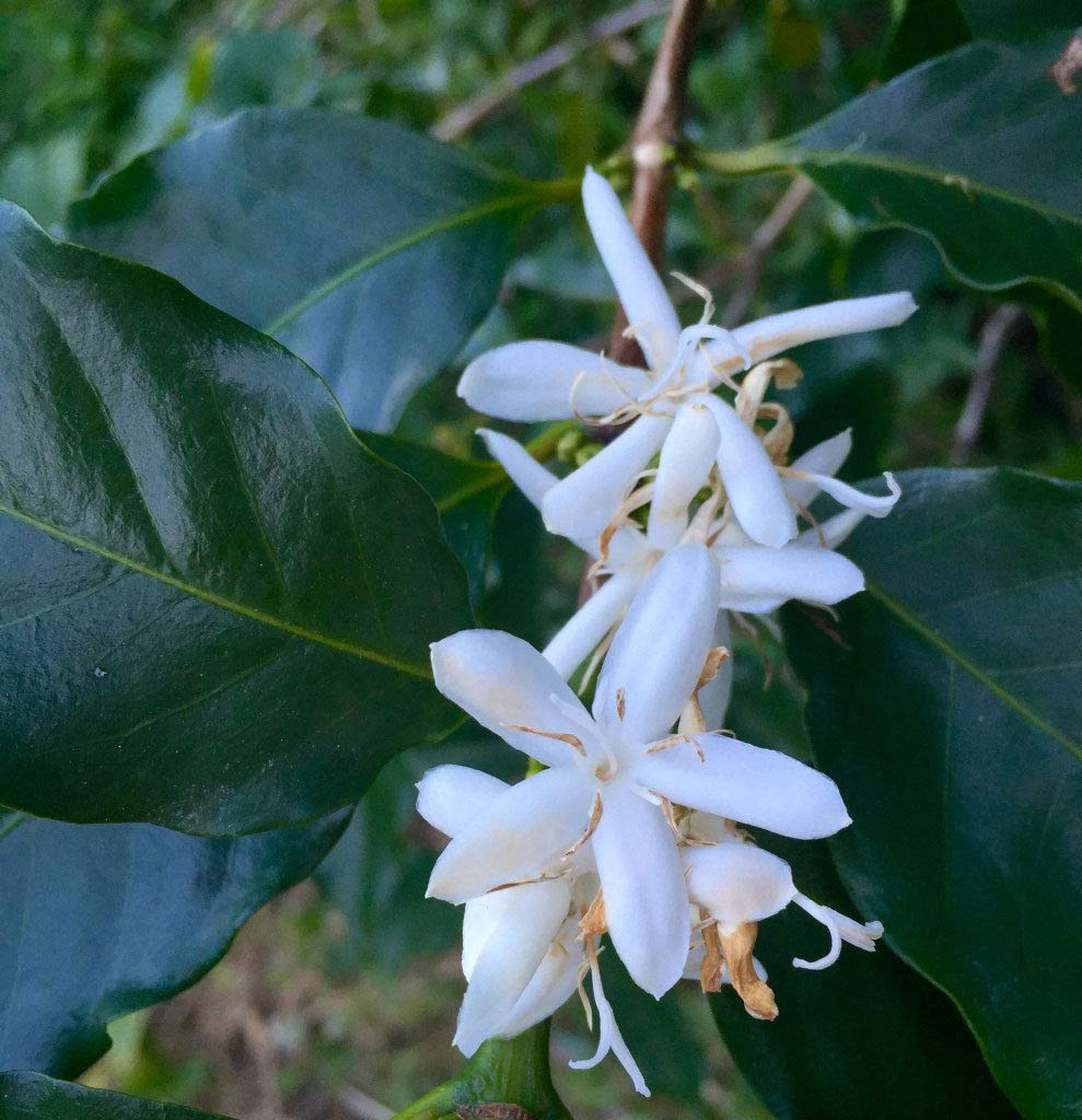 Coffea Robusta Canephora | caffè | 10_Seeds