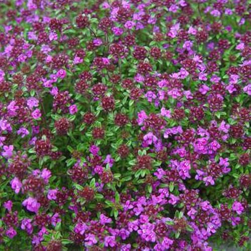 6 x Thymian 'Creeping Red'