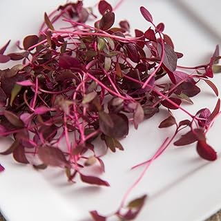Welldales 100 UK Red Amaranth Seeds Sprouting Mixed Leaf Micro Green Vegetable to Plant