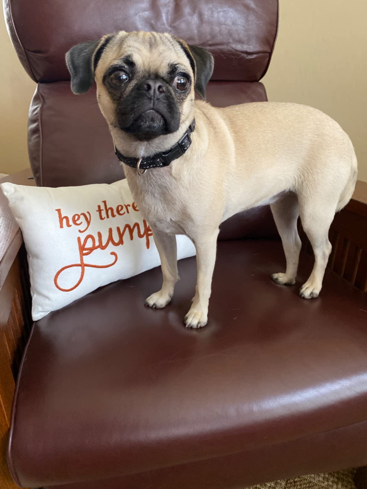 3/mo Finance Treat Dispensing Puzzle Toys for Small Dogs,Interactive