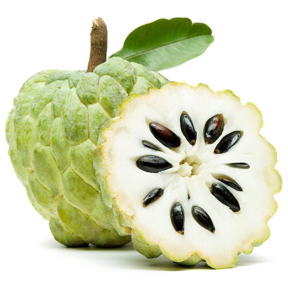10 Sugar Apple Seeds, Custard Apple, Annona squamosa - Tropical Exotic Delicious Sweet Fruits - Non-GMO Fruit Seed