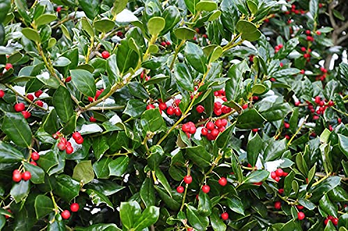 Dwarf Burford Holly | 1 Live Quart Size Plant | Ilex Burfordi Evergreen Hedge Red Berries Shrub Tree #TOP5
