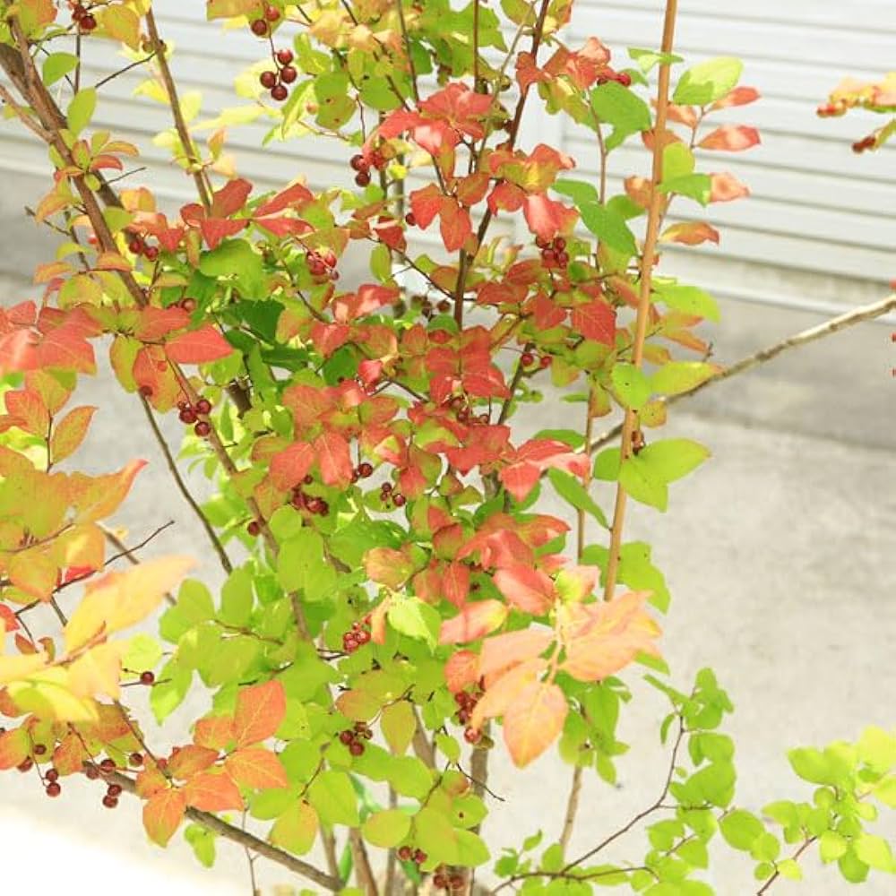 優雅で繊細な樹形 希少 ナツハゼ 株立 533 樹高1.0m位 良品 良株 夏櫨 優雅で繊細な樹形 希少 ナツハゼ 株立 533 樹高1.0m位 良品