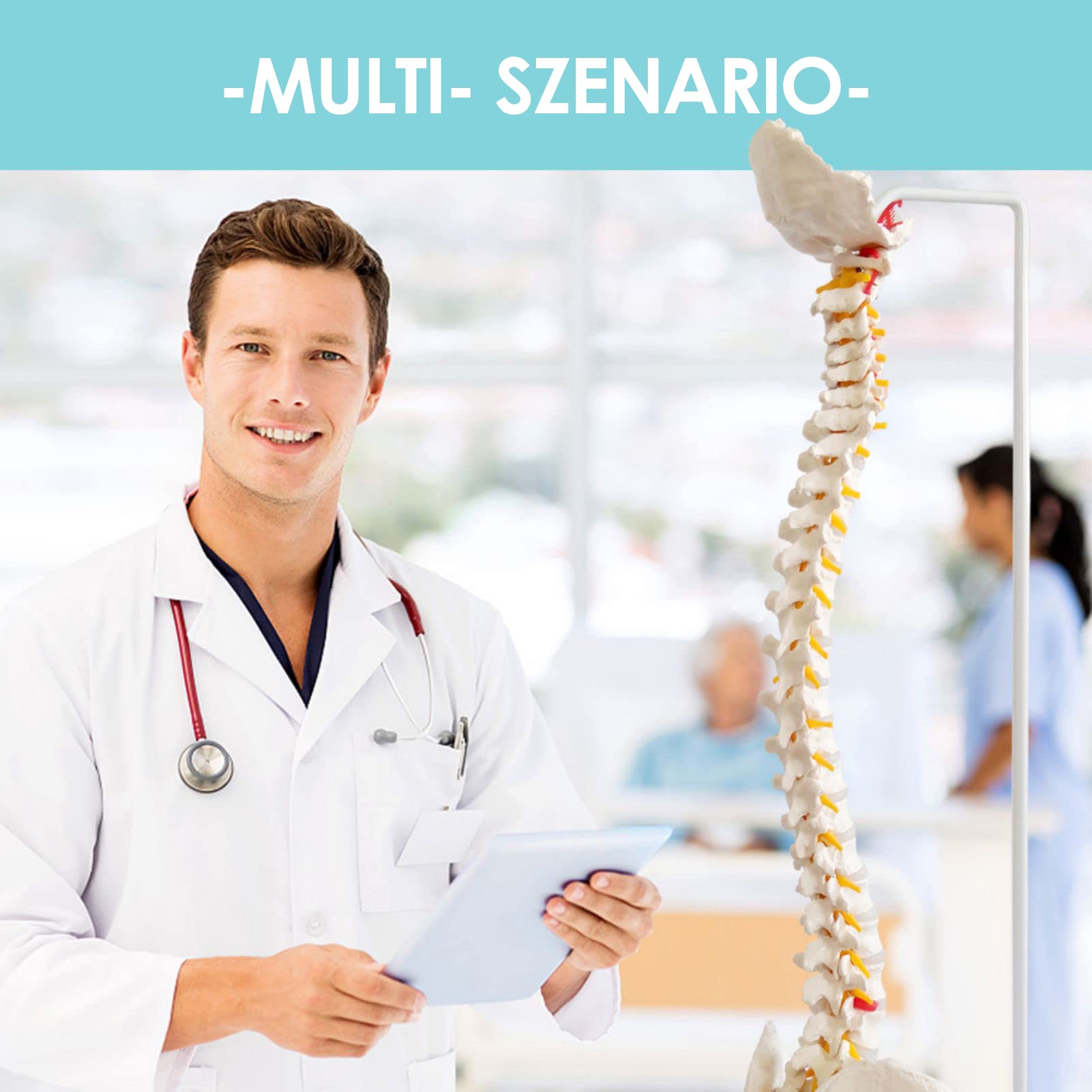 Modelo de columna vertebral flexible a tamaño natural 33 pulgadas (85 cm) con médula espinal, vértebras, nervios, arterias, lumbar, pelvis y soporte