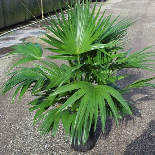 Plantazee Wofloo Live China Palm Tree Indoor Air Purifying Plant (B0B2PXDF6B) Amazon Price History, Amazon Price Tracker
