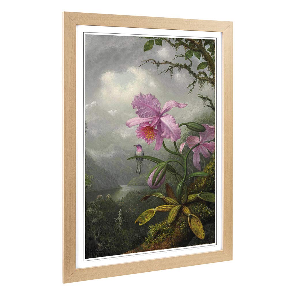 Big Box Art Framed Print of Martin Johnson Heade Hummingbird and Orchid Design | Wall Art Picture | Home Decor for Kitchen, Living Room, Bedroom, Hallway, Oak, A2 / 24.5x18 Inch / 62x45cm