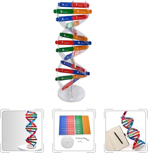 Miniatura 6 de Toddmomy Juguetes para niños, juguetes para niños, 2 juegos de ADN y ADN, modelo para enseñar ADN, kit de modelo para estudiantes, kit de modelo de