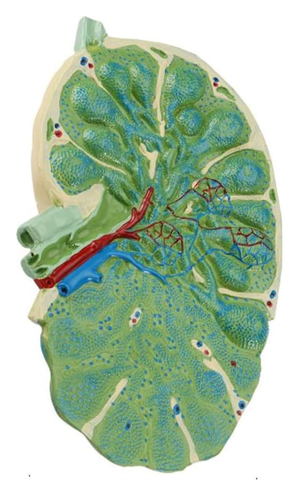 Model anatomiczny powiększenia węzłów chłonnych, model profilu węzła chłonnego, naczynia limfatyczne przecięte wzdłużnie, pokazujące strukturę zastawki, do celów nauczania i prezentacji naukowych.