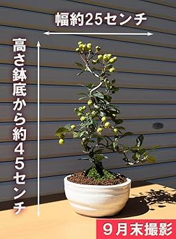 白花サンザシ 盆栽 サンザシ (白花) | GreenScapeオンラインストア