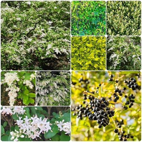 semillas de bonsái de ligustro, semillas variedades antiguas semillas organicas Plantas, plantas resistentes para balcón. Planta, plantas en maceta extremadamente resistentes. plantas 200pcs