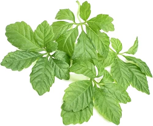 Miniatura 2 de Addictive Wellness Polvo de extracto de hoja de Gynostemma - Adaptógeno Jiaogulan puro y potente para energía, 1 paquete