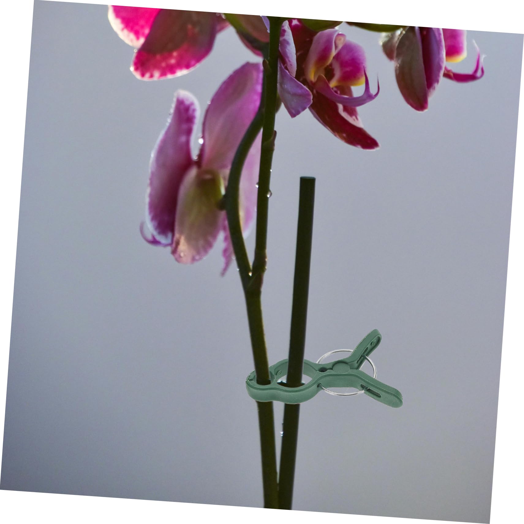 50pezzi Clip Supporto Piante Pomodoro Clip Allenamento Fusti Giardino Raddrizzamento Steli per Piante Rampicanti Fiori Vernice Verde Resistente