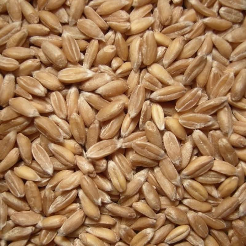 Getreide Speicher Bio Dinkel 7,5 kg