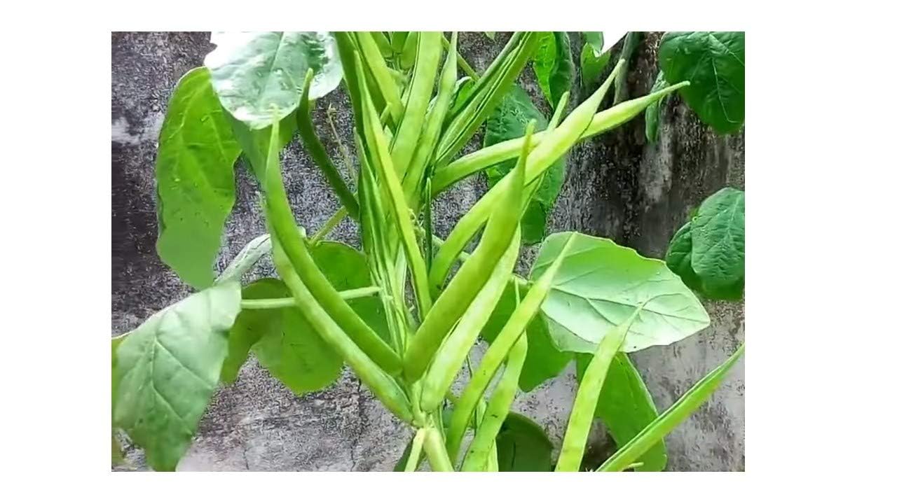 CooPany GORU CHIKKUDU/KOTHAVARANGA/GORI KAYI SEEDS 30 SEEDS