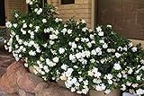 DWARF JASMINE GARDENIA BUSH 5 seedsFRAGRANT!! #1152