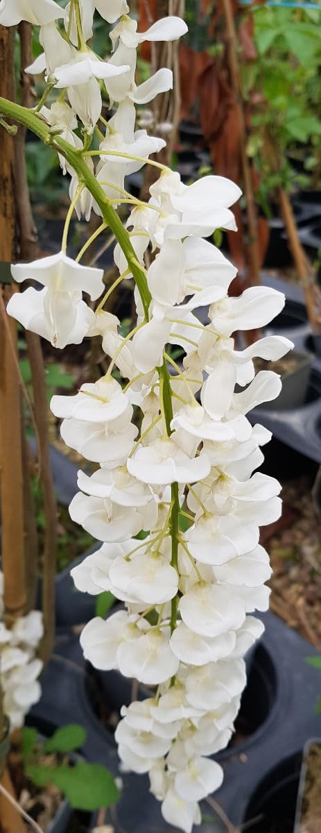 Wisteria sinensis 'Alba' (De greffe) / Glycine de Chine/Conteneur de 3 à 4 litres/Plante grimpante