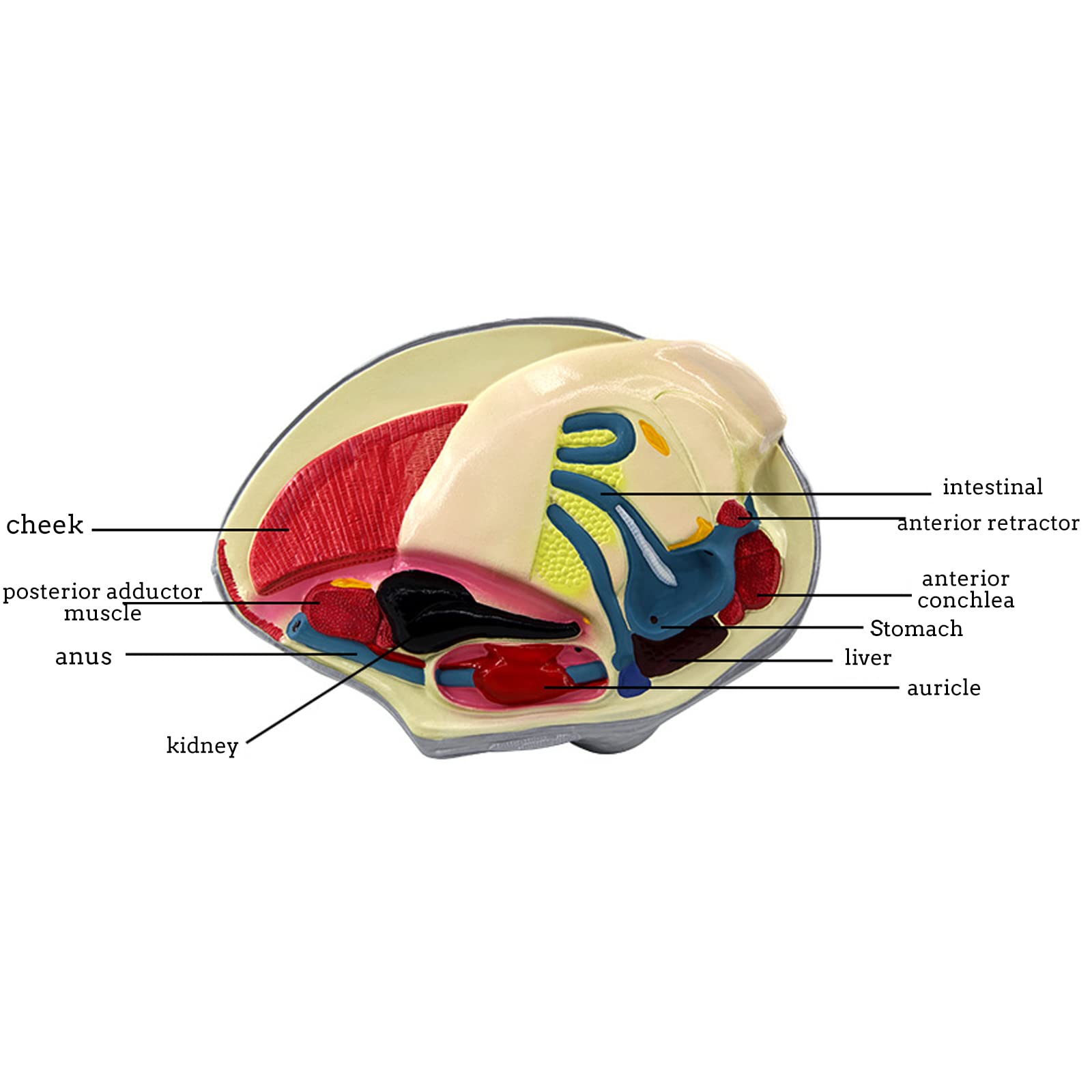 Model małży rzeczny zwierzę model anatomiczny tekstura szczególnie przejrzysta bez smaku łatwy do czyszczenia materiał PCW biologia nauka instrument edukacyjny badania demonstracja specjalna