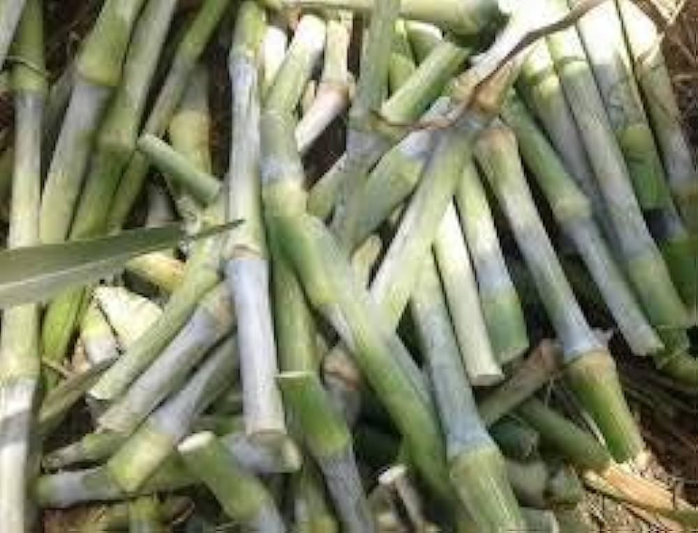 Super napier grass stick,100% germination (90 stick) (B0CBBJYLGY) Amazon Price History, Amazon Price Tracker