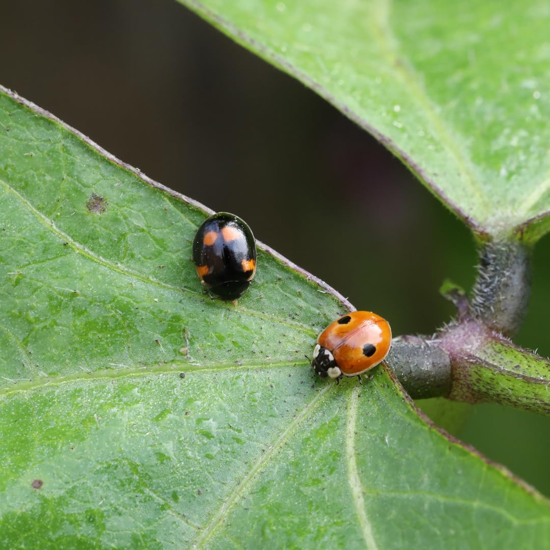 Andermatt Biogarten Adalia Marienkäferzucht Set mit Gutschein – Marienkäfer selber züchten, Aufzuchtset mit Box, Lupe & Anleitung, Lern- & Naturerlebnis für Garten & Kinder