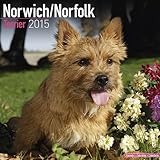 Norwich / Norfolk Terrier Calendar - Breed Specific Norwich / Norfolk Terrier Calendar - 2015 Wall calendars - Dog Calendars - Monthly Wall Calendar by Avonside