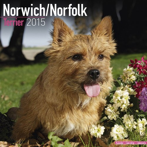 Norwich / Norfolk Terrier Calendar - Breed Specific Norwich / Norfolk Terrier Calendar - 2015 Wall calendars - Dog Calendars - Monthly Wall Calendar by Avonside