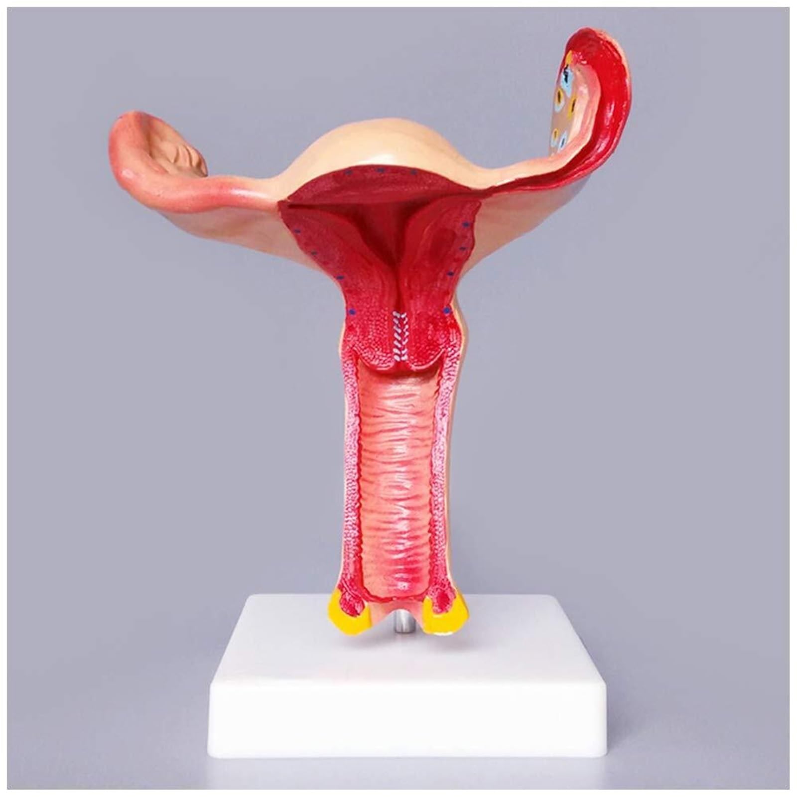 Model macicy układ rozrodczy kobieca macica jajnik anatomiczny model PVC powiększenie jajnika nauczanie medyczne do szkoły sprzęt laboratoryjny medyczny