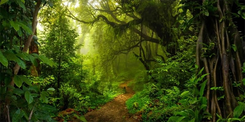 36x18inches Aquarium Background Jungle Forest Woodland Tropical Rainforest Backdrop Terrarium Background Reptile Habitat Fish Tank Decoration Vinyl Background