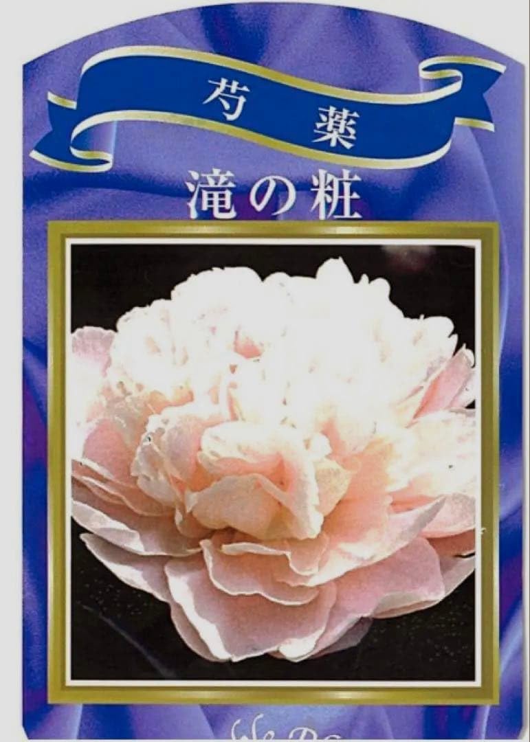 Amazon｜芍薬苗 芍薬 滝の粧 園芸 ピンクの花 花の苗 苗｜観葉植物