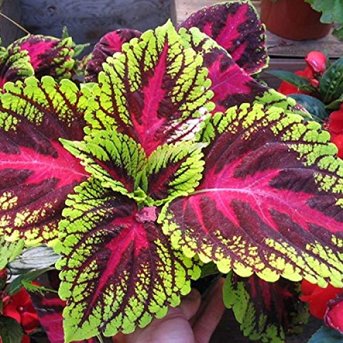 CosaCentrum Live Coleus Ornamental Plant with Pot (B0BM9R163X) Amazon Price History, Amazon Price Tracker