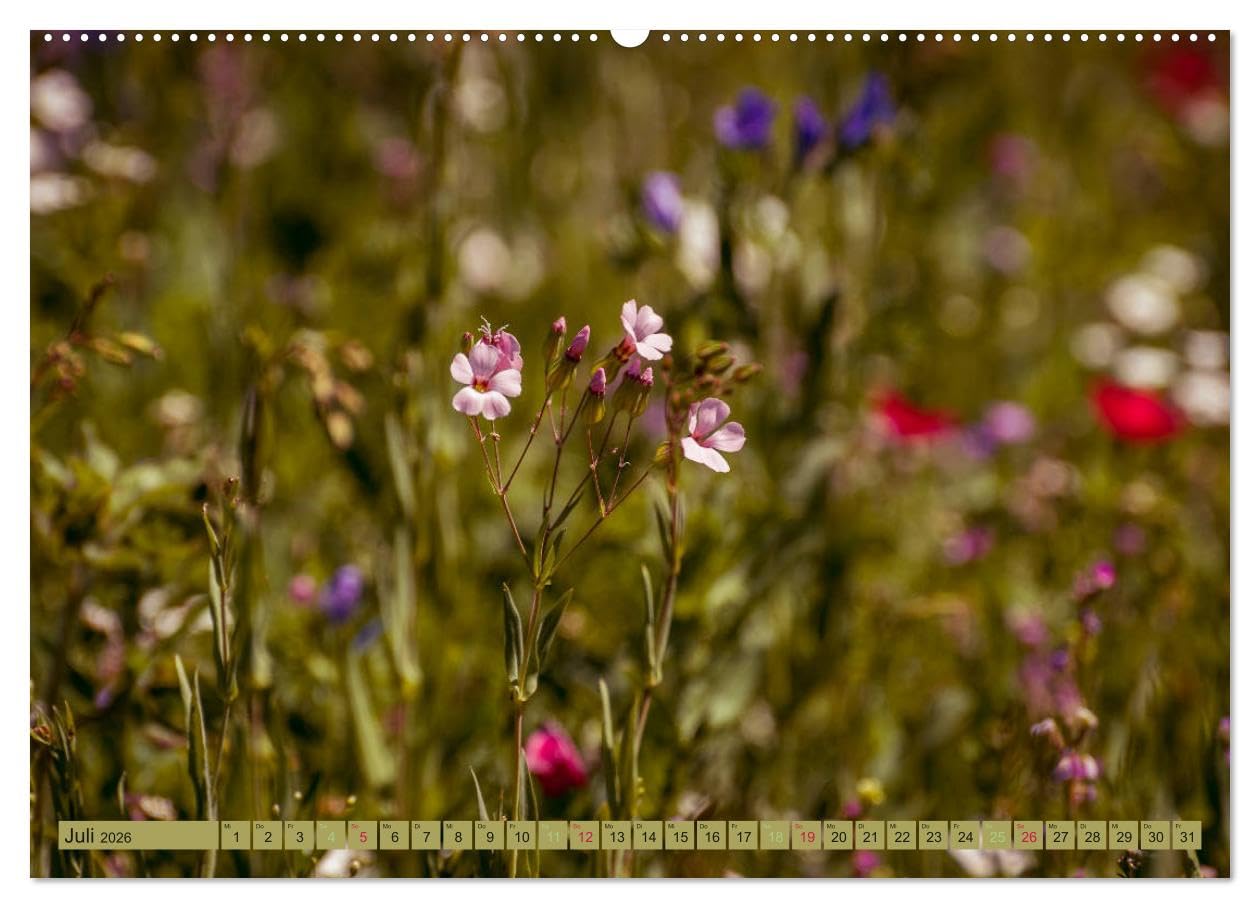 Wildwuchs 2026 (hochwertiger Premium Wandkalender 2026 DIN A2 quer), Kunstdruck in Hochglanz: Wilde Pflanzenschönheiten begleiten durch das ganze Jahr. (CALVENDO Natur)