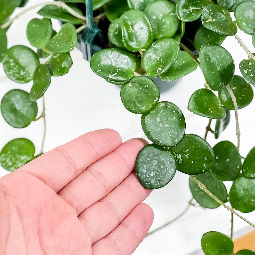 Amazon.co.jp: PLANCHU 観葉植物 ホヤ マチルダ 4号吊り鉢 育て