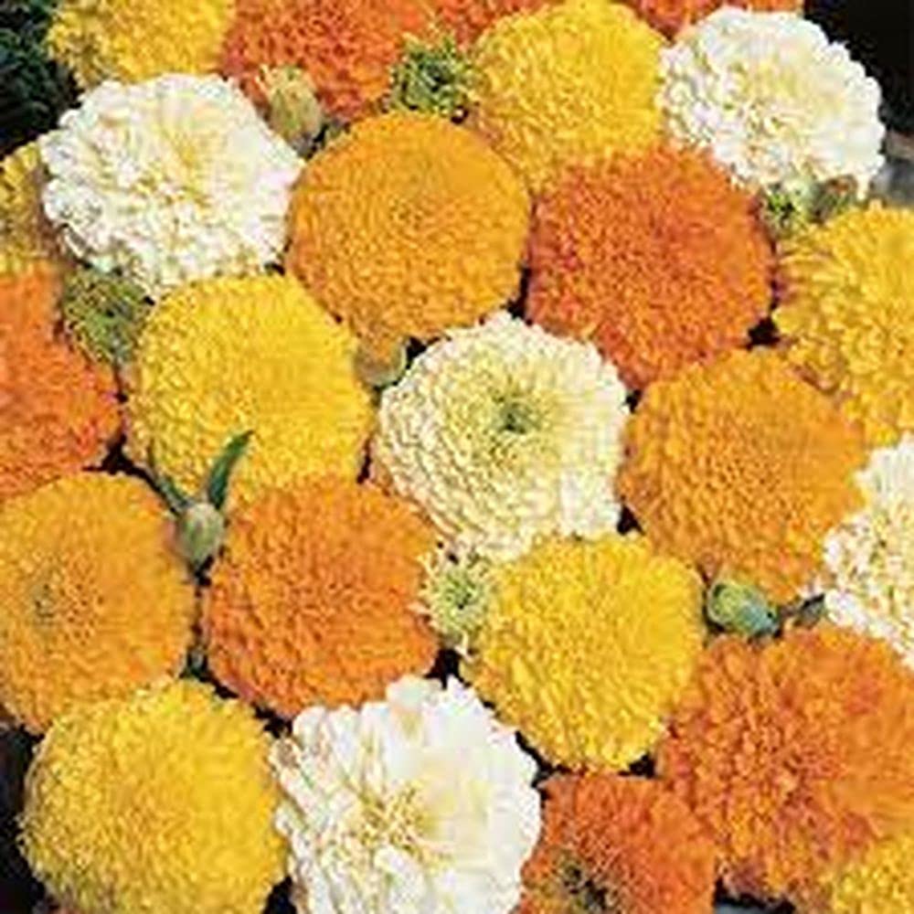 LIVE GREEN Flower Seeds | Marigold Mix Color Flower Seeds For Home Gardening (80 seeds Pack) (B09BV79WB9) Amazon Price History, Amazon Price Tracker