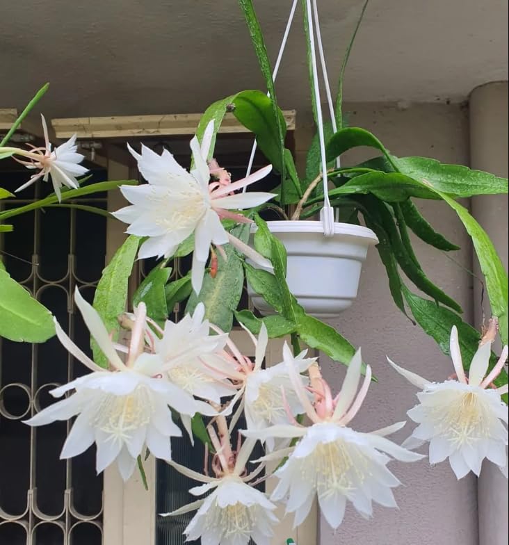 Queen of The Night Cactus Live Plant Oxypetalum Cereus Plant Night Blooming Oxypetalum Plant Big White Flowers Oxypetalum Plant 6 to 12 Inch Tall in 4 Inch Pot