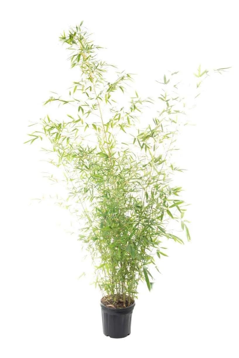 Bambù Dorato Phyllostachys aurea, Pianta Ornamentale da Esterno per Siepi e Giardini Zen, Verde, 180/230 cm, Vaso 28