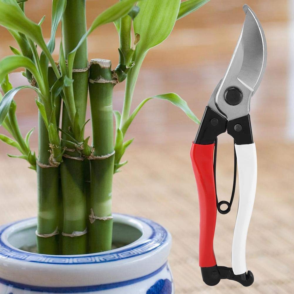 Forbici da potatura, cesoie da Giardino, Utensili manuali per la casa, Forbici per potatura di Piante e Giardini, Utensili da Taglio, utilizzati per la Raccolta di Frutta