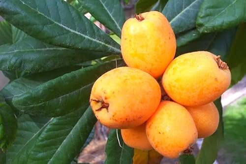 Árbol de níspero japonés, planta viva, árbol de níspero injertado vivo, de 6 a 7 pies de altura, planta de níspero dorado vivo, árbol de níspero