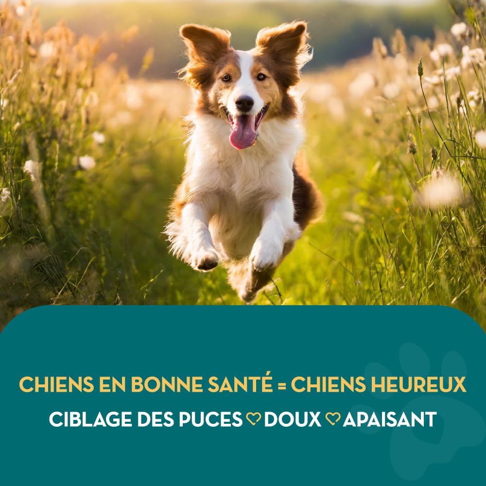 Shampooing Antipuces 100% Naturel | Citronnelle | Le Meilleur Traitement pour Chiens & Chats | Formule Efficace & sans Danger | Tue et Combat Les Puces Tiques & Poux