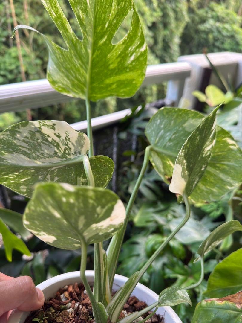 超希少 斑入り 本物 モンステラ デリシオサ スポーツミント 超希少 斑入り 本物 モンステラ デリシオサ スポーツミント