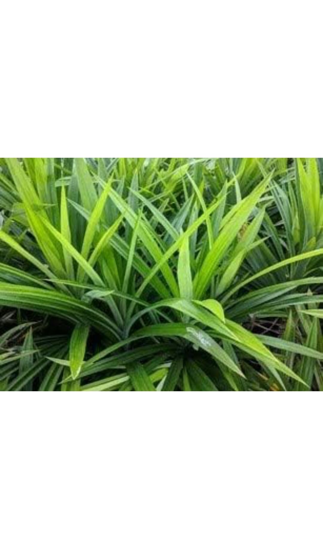PB HONEY PRIYA PLaNTS Live Kevda/Kewda Natural Perfume Plant for Home/Garden (B0CBXQJF96) Amazon Price History, Amazon Price Tracker
