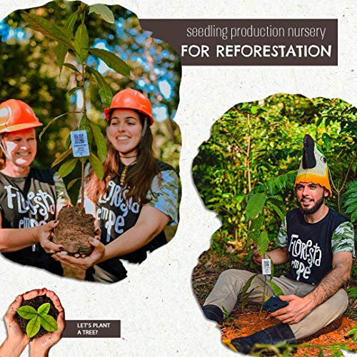 Raw Brazil Nuts - (4.4oz - 125g) - Sustainable Harvesting, Certified Organic, Handpicked, Fresh, Whole, Jumbo Size, Unsalted Brazilian Nuts - Non-Gmo, Keto Friendly, Vegan, Kosher