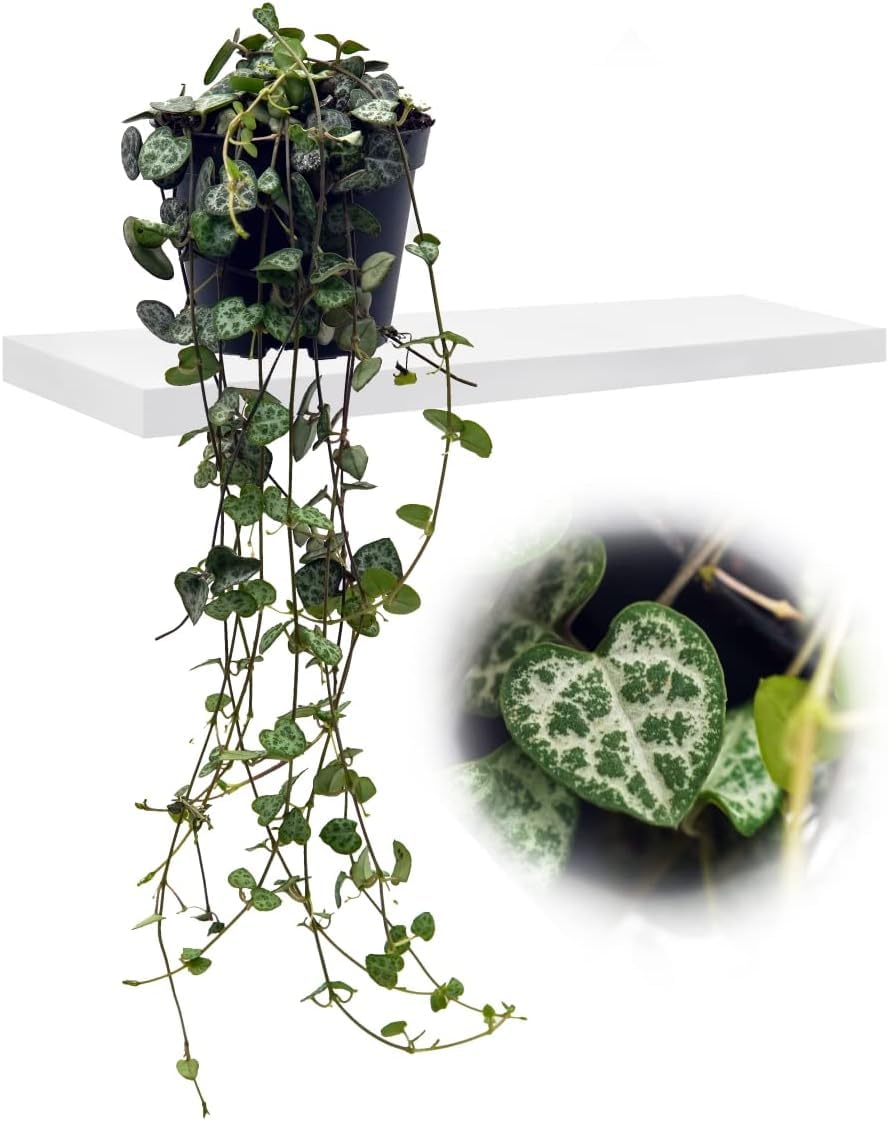 Ceropegia woodii String of Hearts Indoor Trailing House Plant - Easy to Grow - in 9 cm pots - Candlestick Flower
