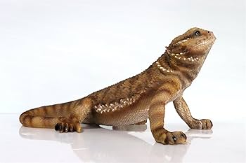 Amazon.co.jp: BACALYSO | 1/1 サイズ フトアゴヒゲトカゲ 36cm級 Amazon.co.jp: BACALYSO | 1/1 サイズ フトアゴヒゲトカゲ 36cm級