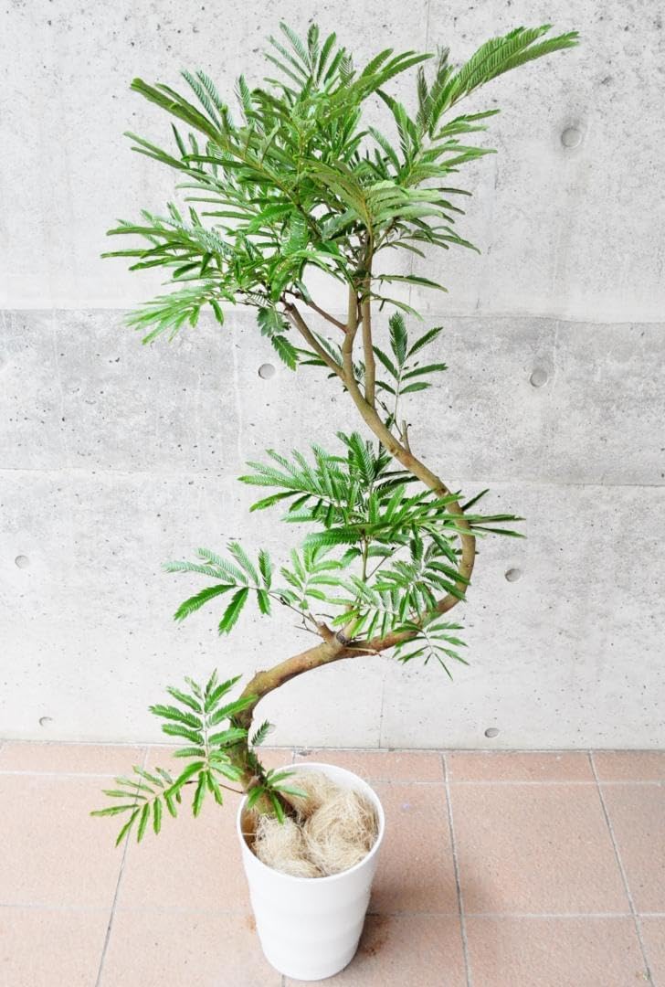 エバーフレッシュ 146cm 8号 S-shaped エバーフレッシュ 146cm 8号 S-shaped