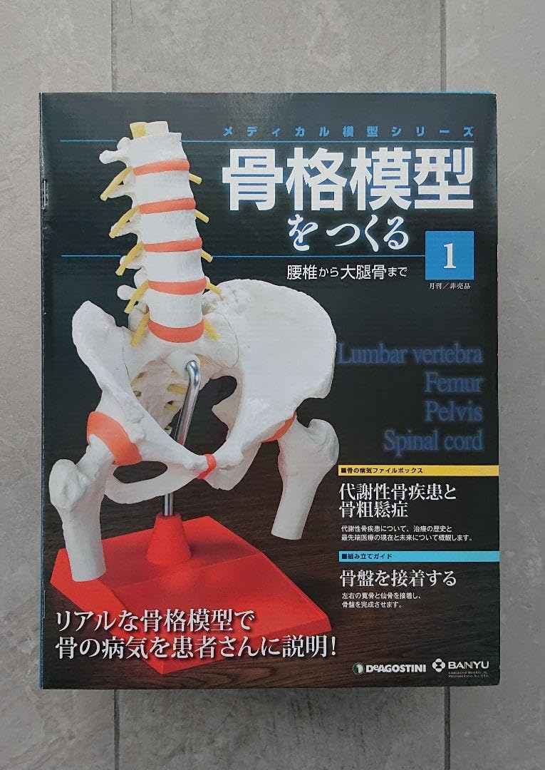 Amazon.co.jp: メディカル模型 骨格模型をつくる 腰椎から大腿骨1～4 