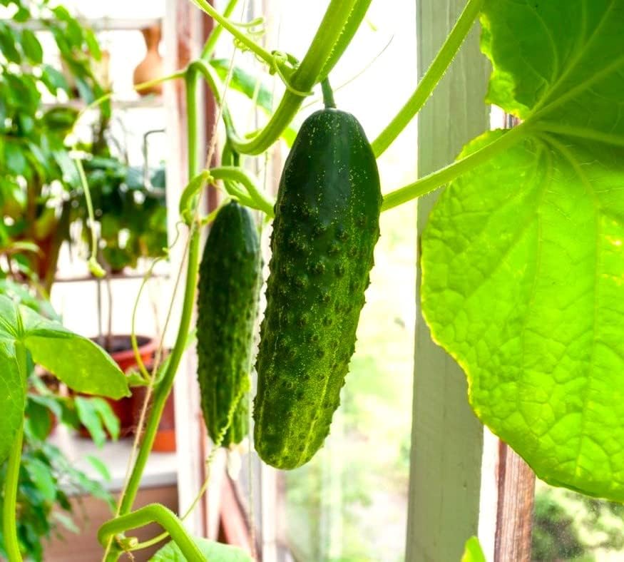 Miniatura 2 de Semillas de pepino F1 de interior para plantar en interiores 10 semillas