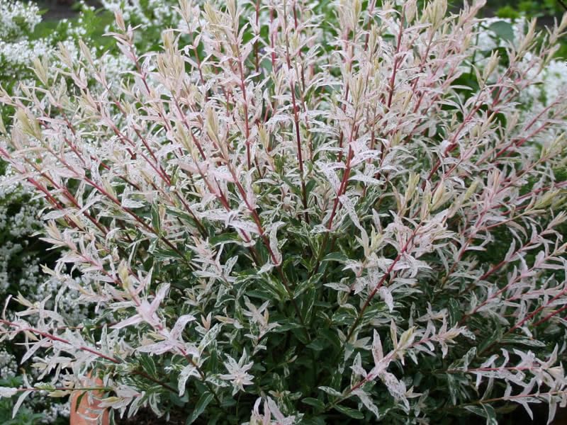 1 PIANTA SALIX SALICE FLAMINGO VASO 18CM
