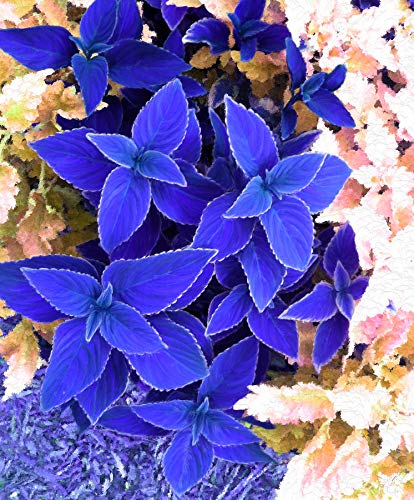 New 100pcs Coleus Plant Seeds Blue Generic