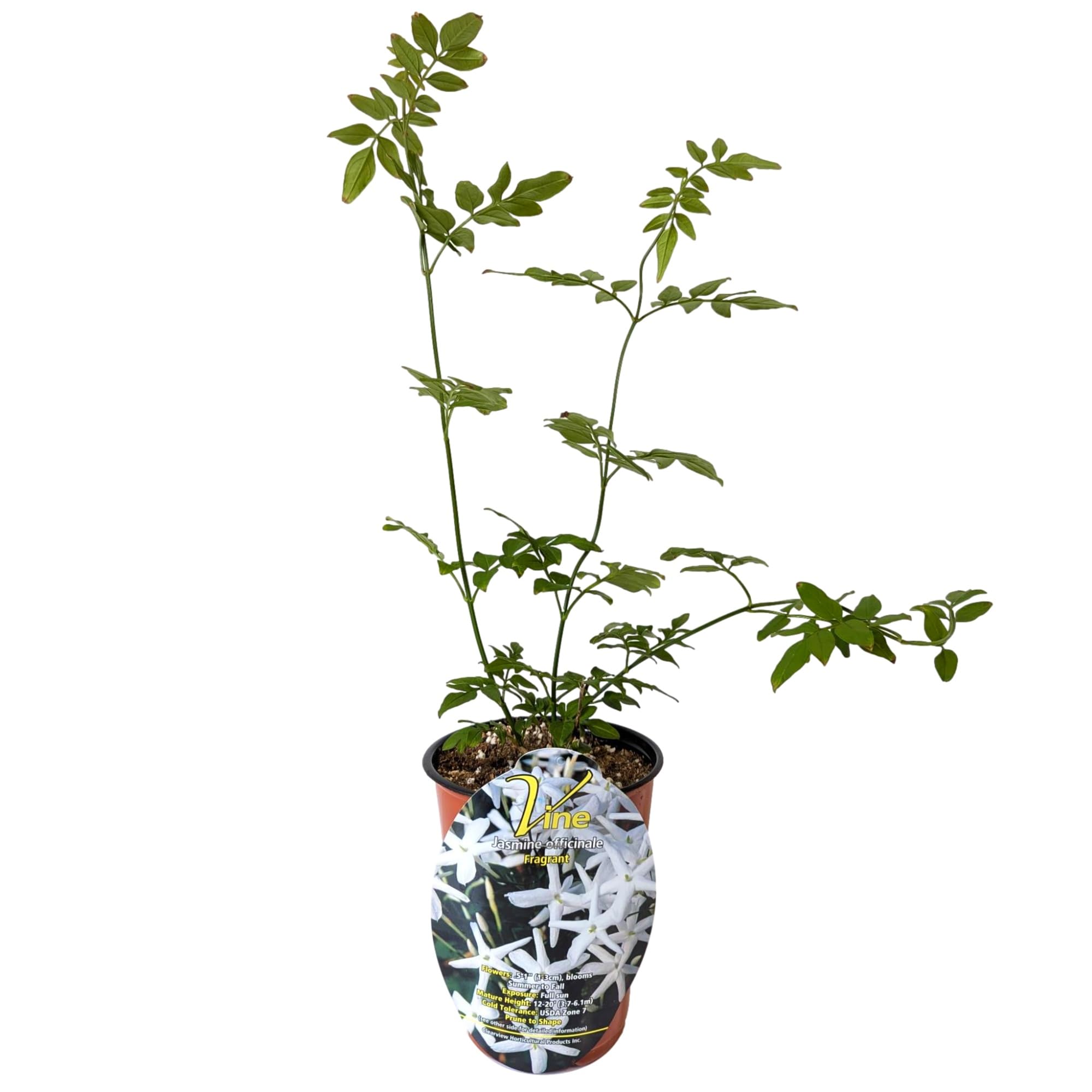 Easy to Grow Jasminum Officinale